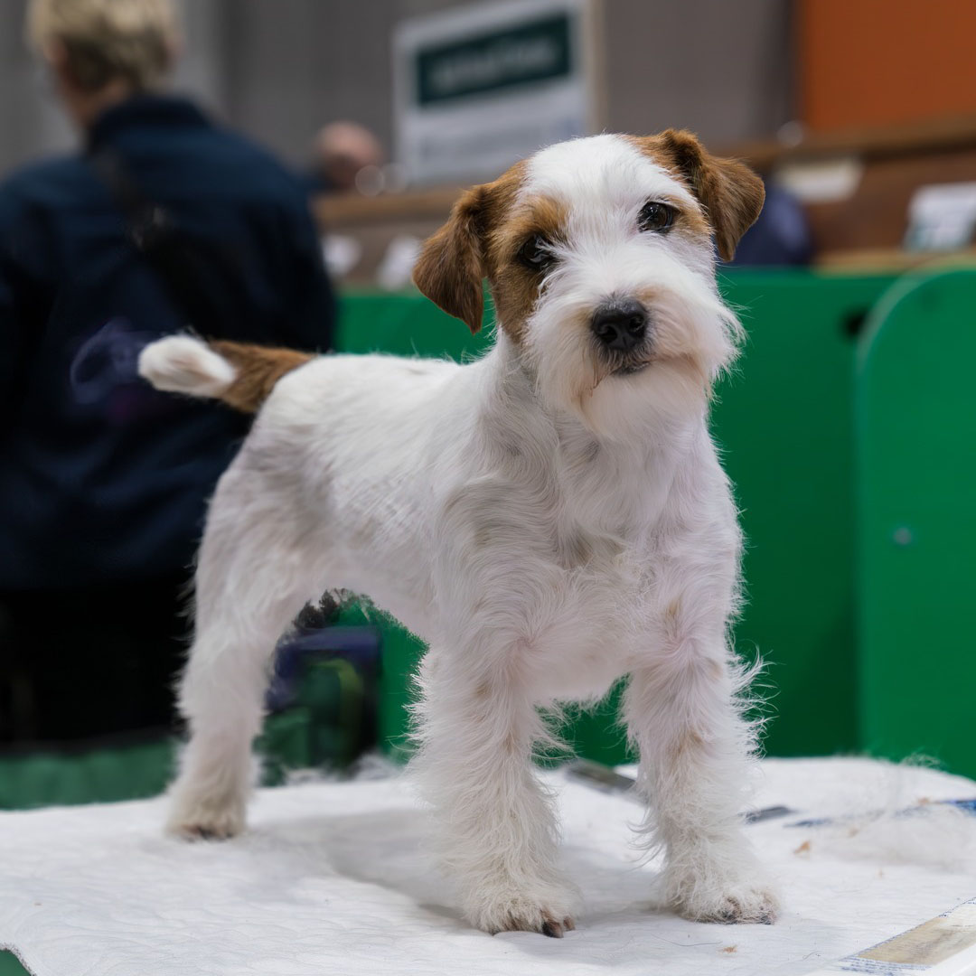 Crufts’ social media: A feed of our favourite four-legged friends