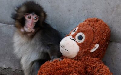 What Punch the monkey teaches us about modern audience engagement